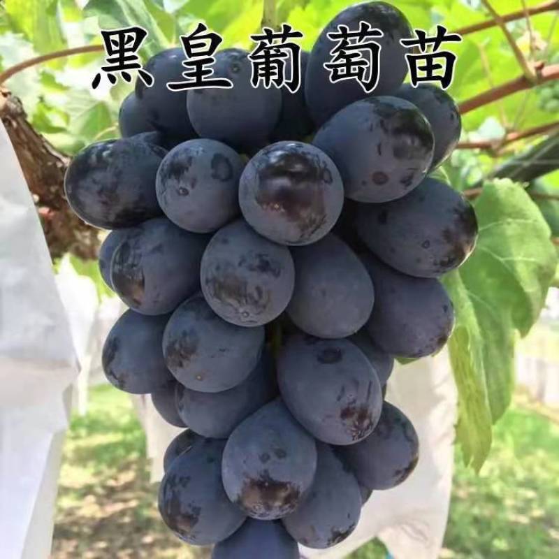 葡萄树苗四季嫁接爬藤蓝宝石苗盆栽地栽庭院南北方果树苗当年