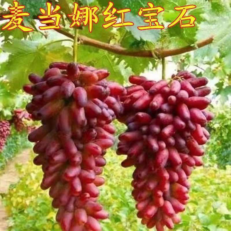 葡萄树苗四季嫁接爬藤蓝宝石苗盆栽地栽庭院南北方果树苗当年