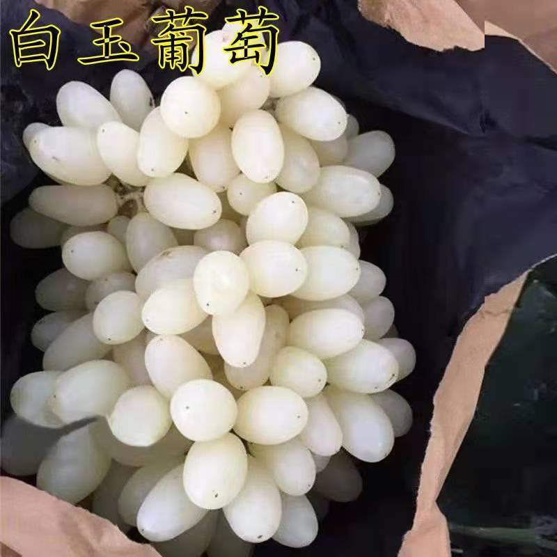 葡萄树苗四季嫁接爬藤蓝宝石苗盆栽地栽庭院南北方果树苗当年