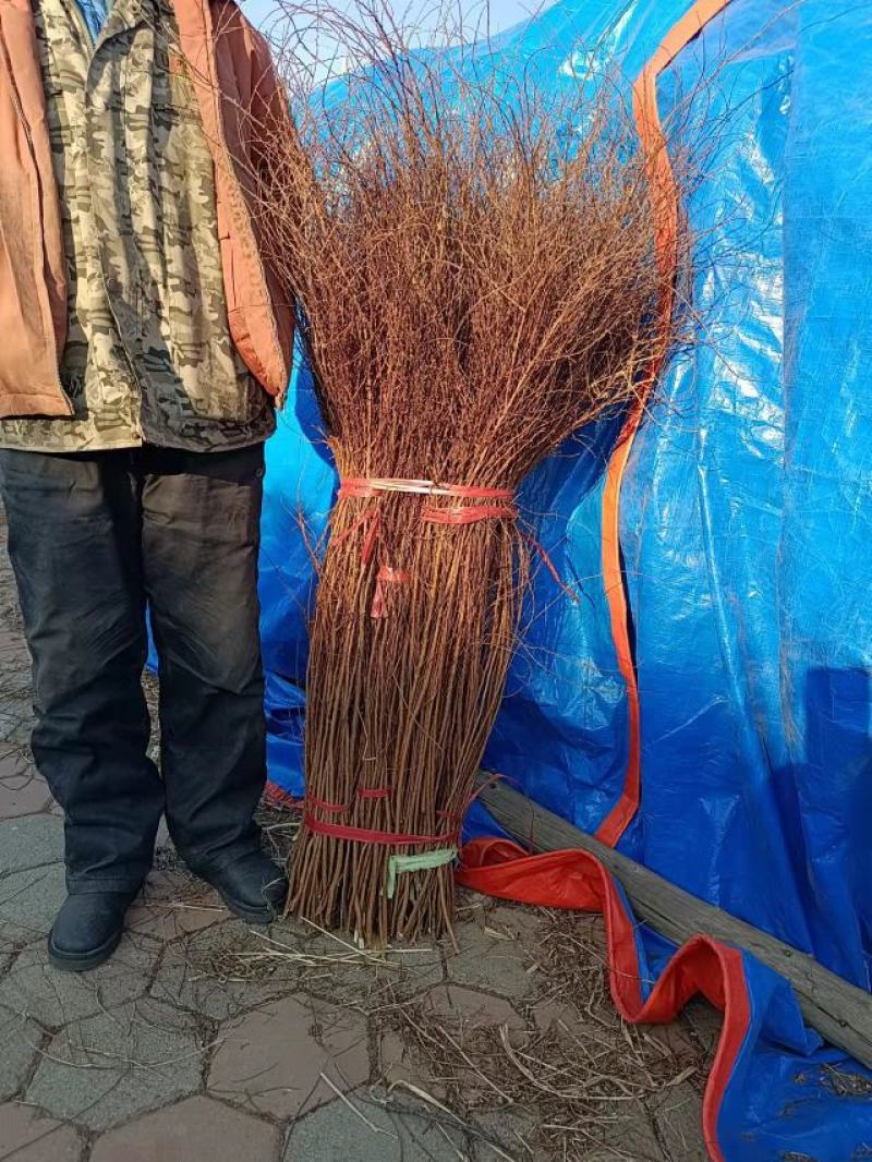 雪柳干枝雪柳珍珠绣线菊产地直发支持一件代