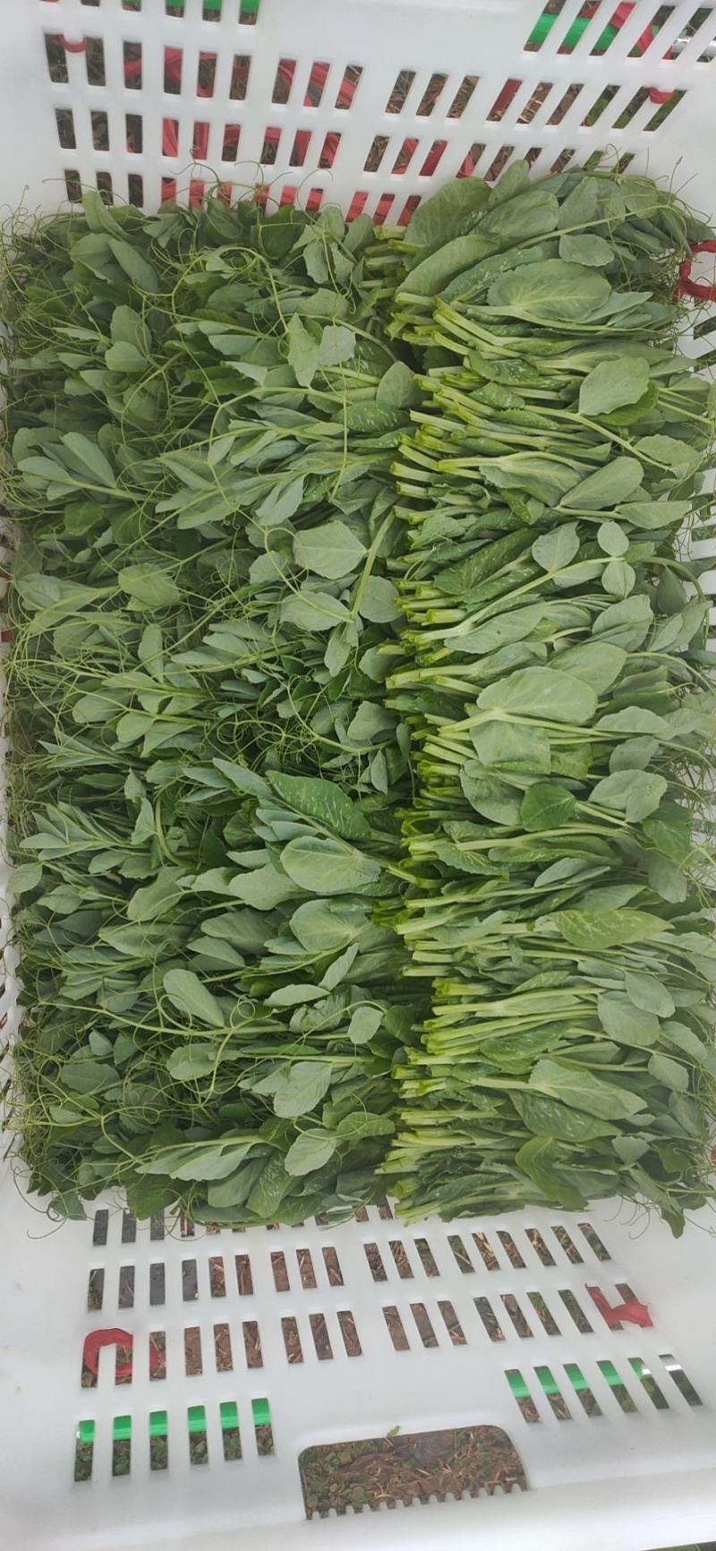 豌豆尖