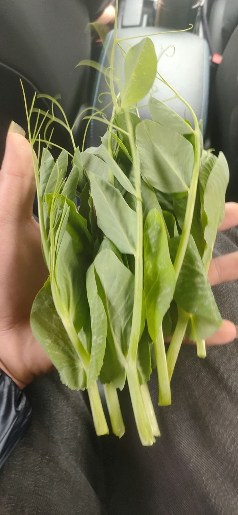 豌豆尖