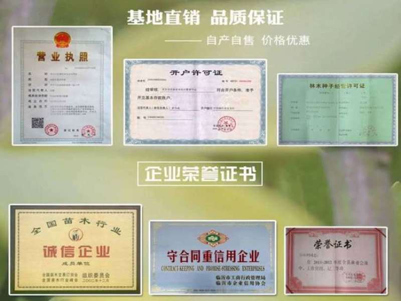 葡萄树苗四季嫁接爬藤蓝宝石苗盆栽地栽庭院南北方果树苗当年