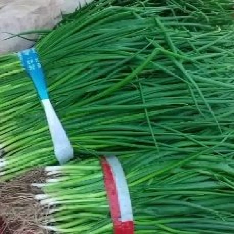 文珂种植专业合作社，精品四季葱，黑葱，价格低，质量好