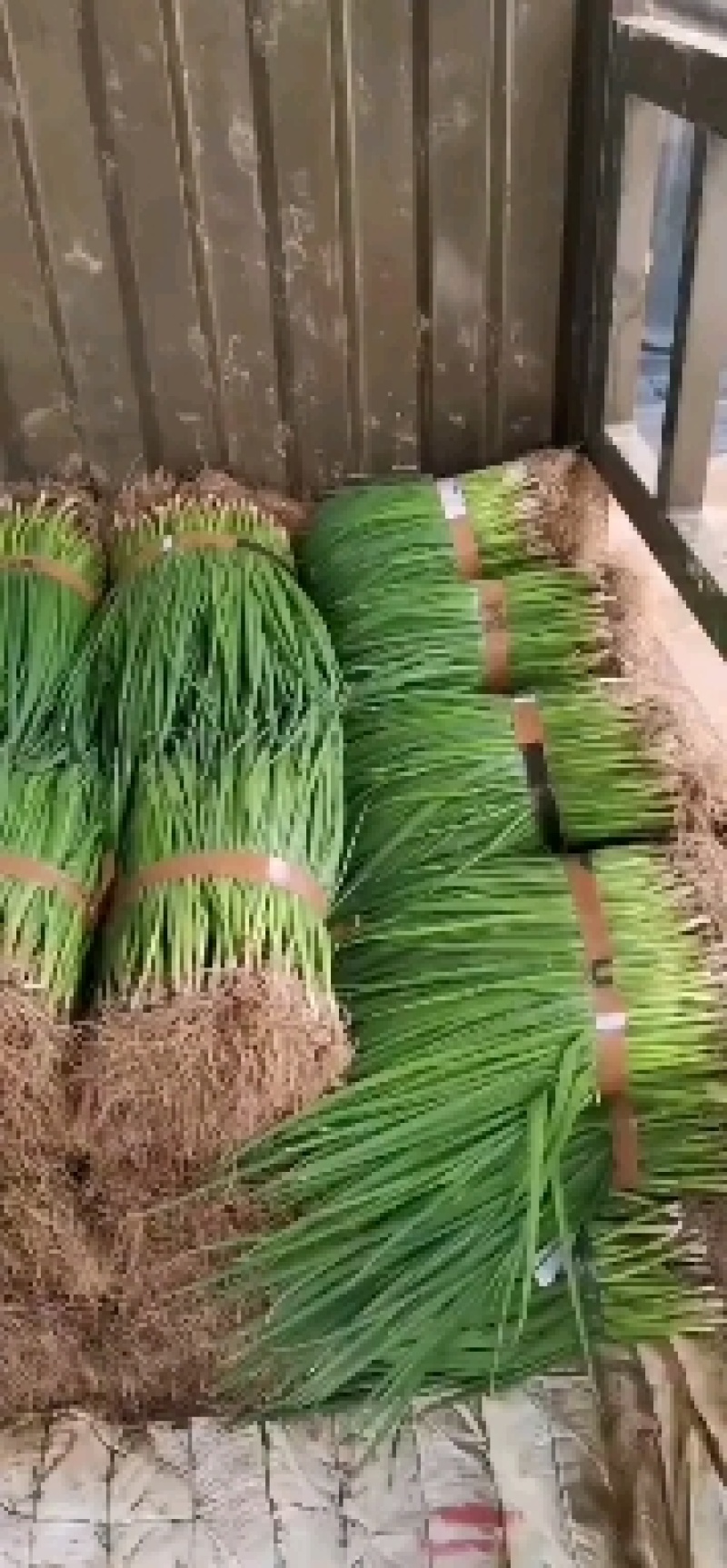 文珂种植专业合作社，精品四季葱，黑葱，价格低，质量好
