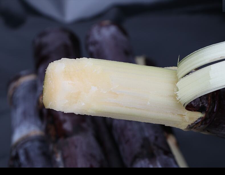 黑皮甘蔗产品展销会现场