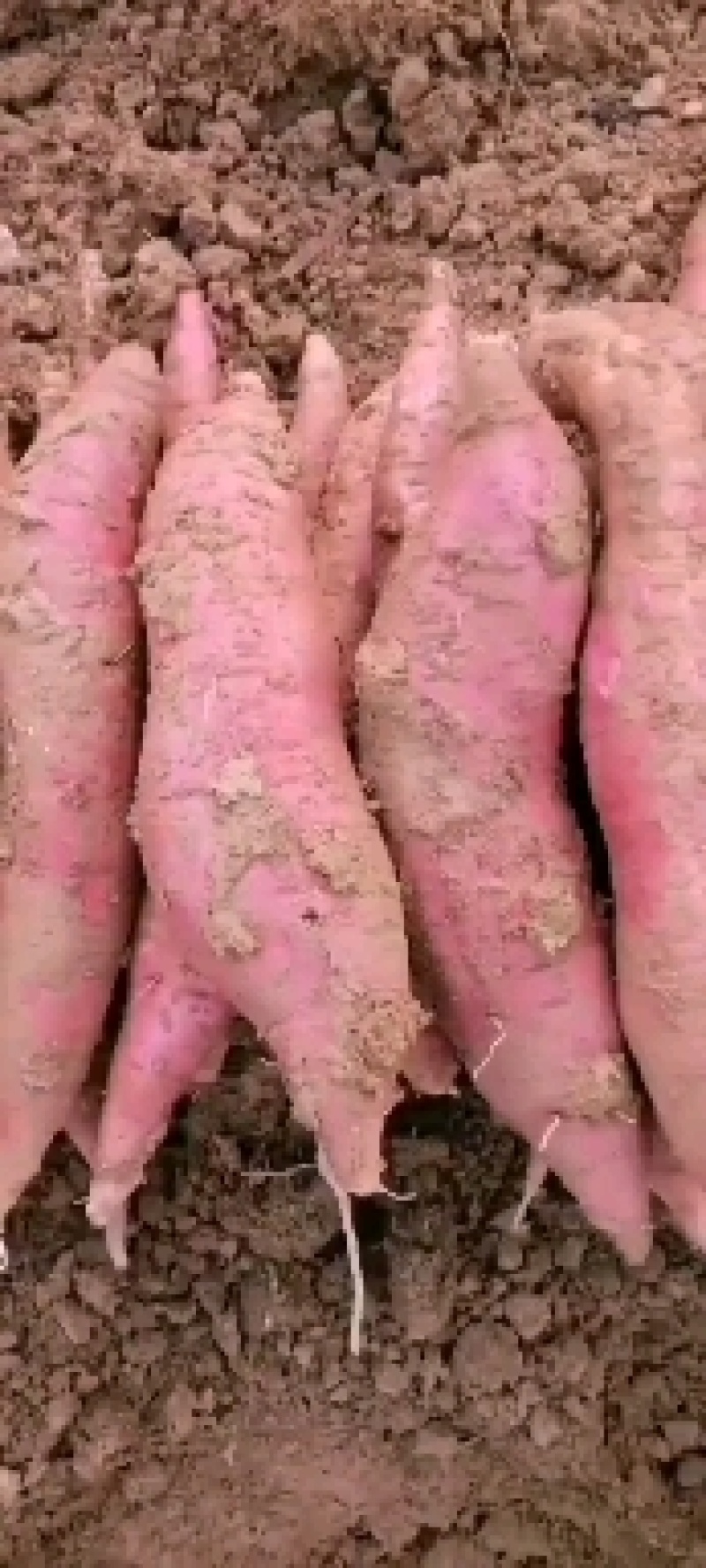 临潼板栗红薯大量上市，干面甜无丝无虫眼，质量保证诚信第一