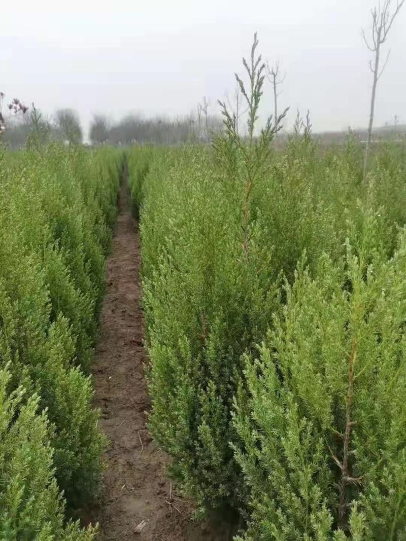 刺柏侧柏圆柏塔柏蜀桧植树造林房地产绿化市政工程