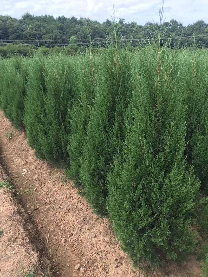 刺柏侧柏圆柏塔柏蜀桧植树造林房地产绿化市政工程