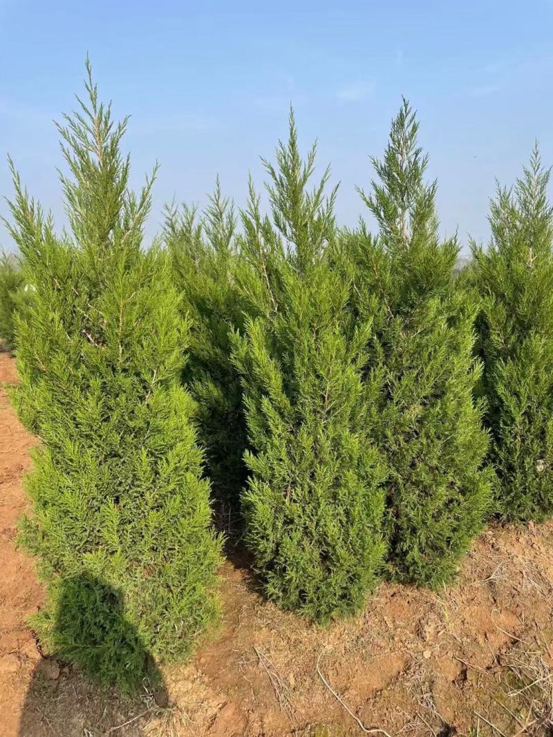 刺柏侧柏圆柏塔柏蜀桧植树造林房地产绿化市政工程