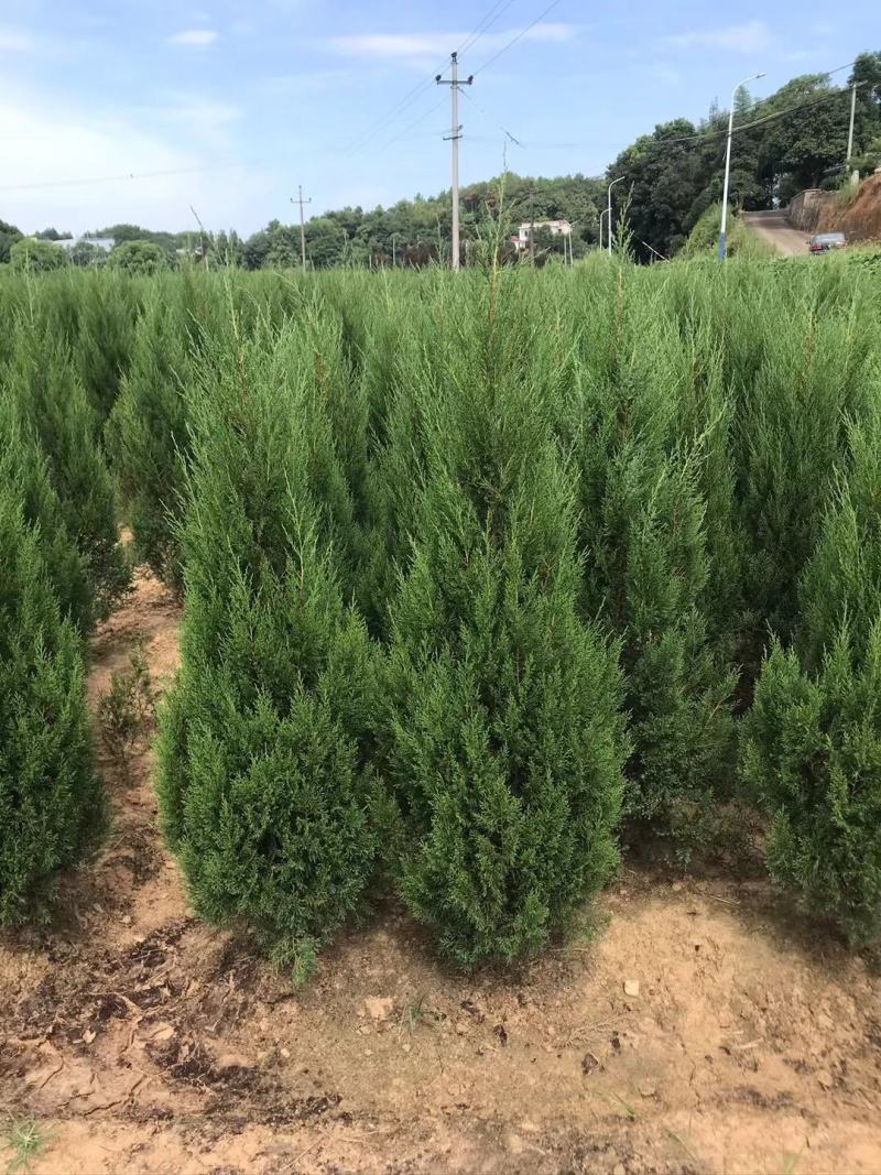 刺柏侧柏圆柏塔柏蜀桧植树造林房地产绿化市政工程