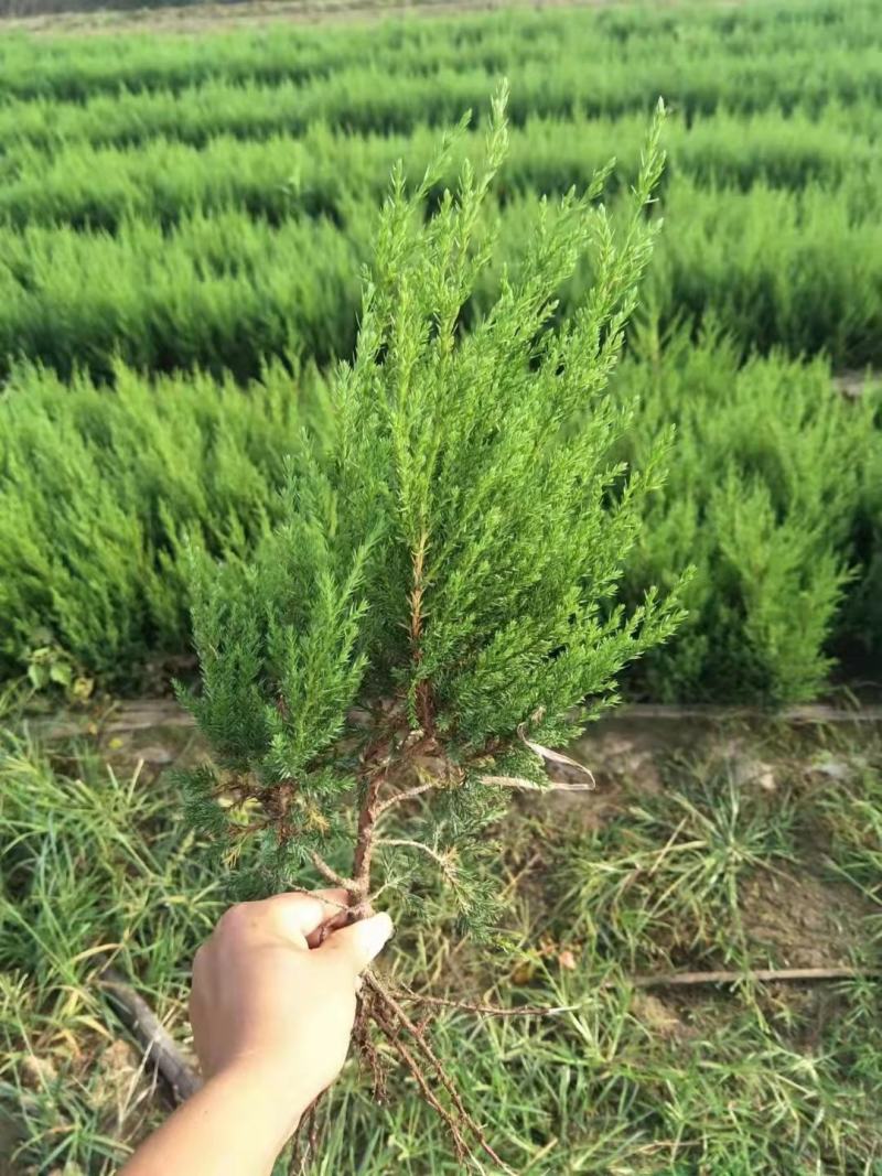 刺柏侧柏圆柏塔柏蜀桧植树造林房地产绿化市政工程