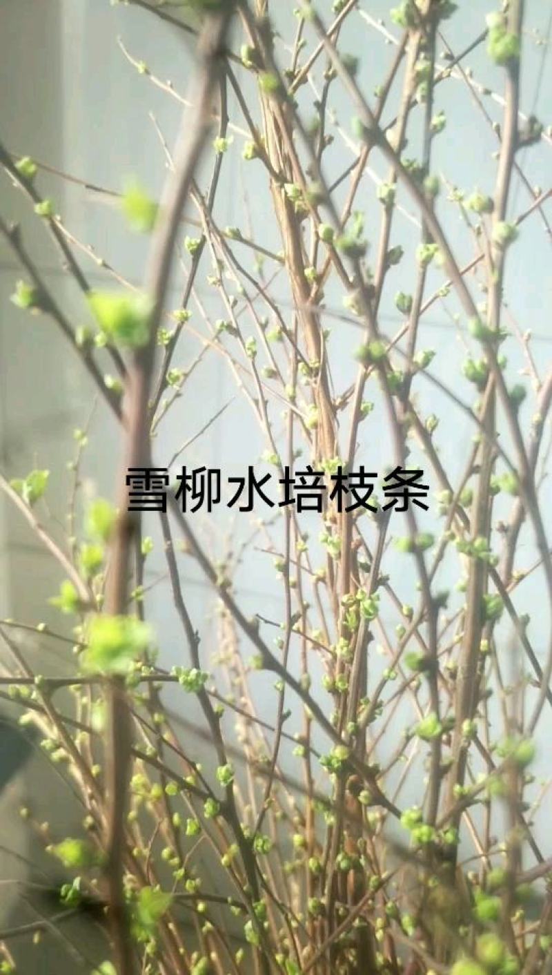 东北耐寒苗木，雪柳枝条规格齐全量大优惠！