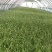 本地大棚蒜苗