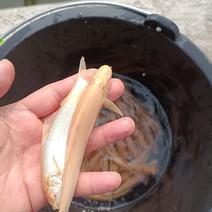 银鳕鱼，红眼银鳕鱼鱼，规格齐全，质量保证，产地直发