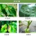 25%苯甲咪鲜胺炭疽病叶斑病黑星病菌核病疮痂病杀菌剂