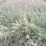 紫穗狼尾草种植基地紫穗狼尾草农户直销600万狼尾草处理