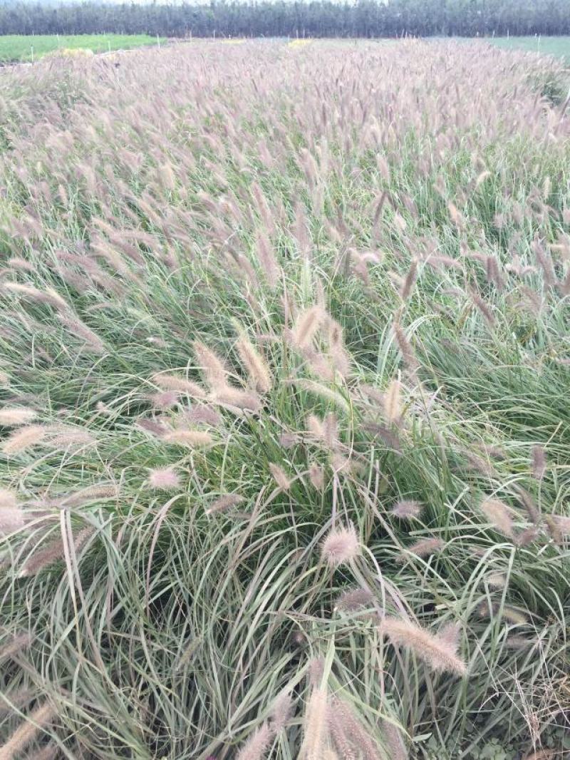 紫穗狼尾草种植基地紫穗狼尾草农户直销600万狼尾草处理