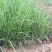 狼尾草自产自销狼尾草100万直销。低价处理。