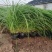 狼尾草自产自销狼尾草100万直销。低价处理。
