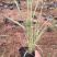 狼尾草自产自销狼尾草100万直销。低价处理。