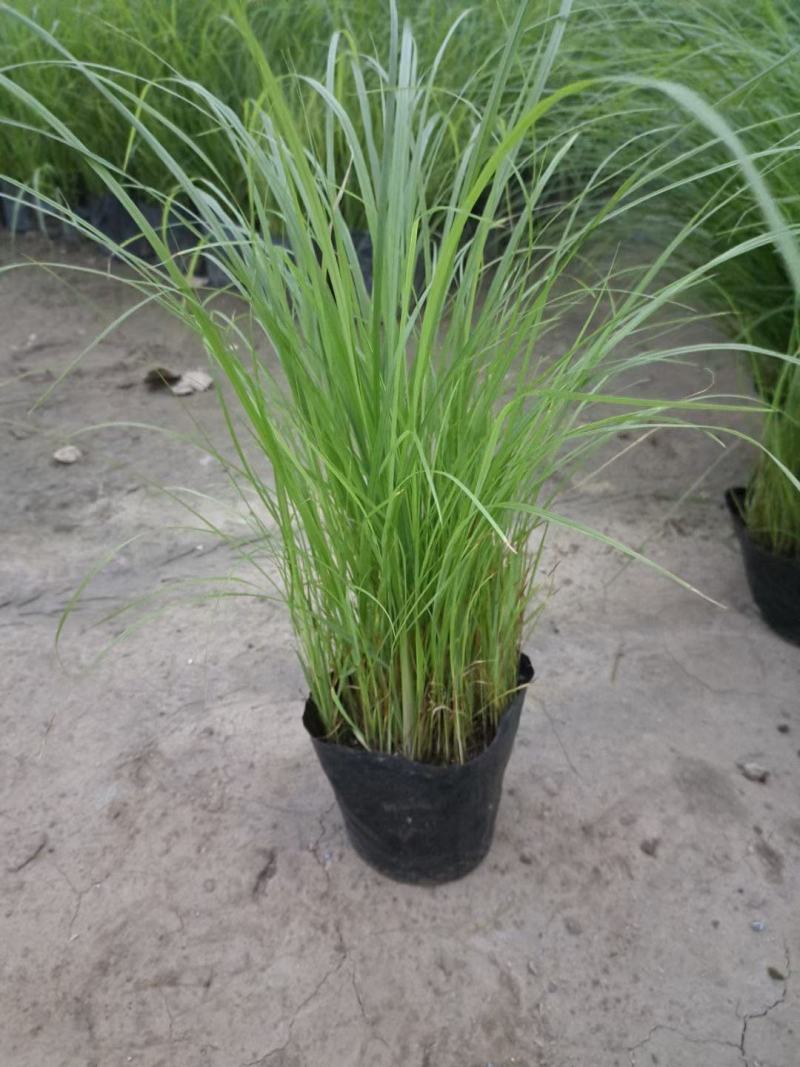 狼尾草自产自销狼尾草100万直销。低价处理。