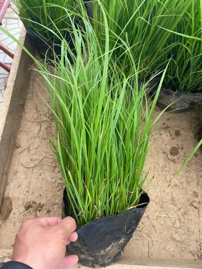 紫穗狼尾草自产自销600万紫穗狼尾草直销。低价处理