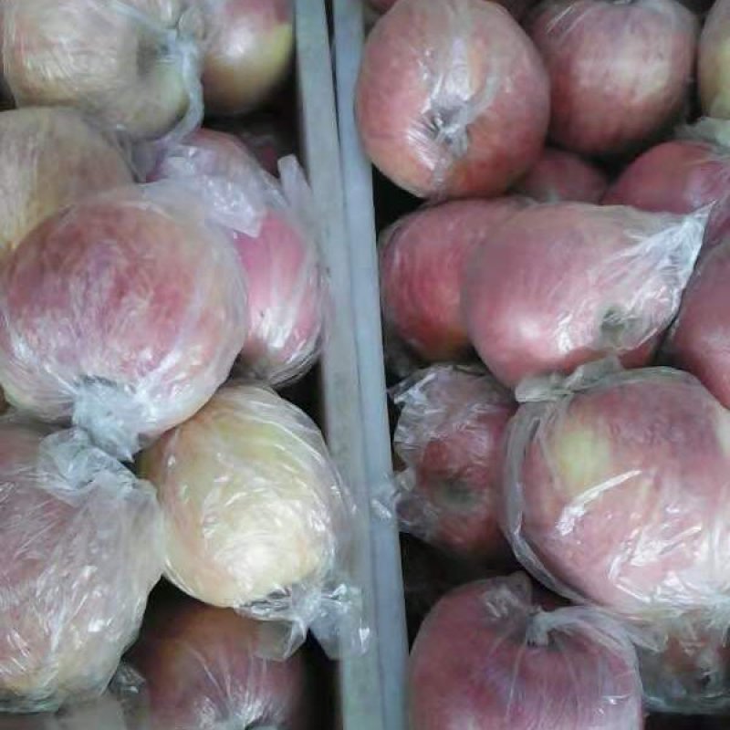 水晶富士苹果80mm以上膜袋货源充足