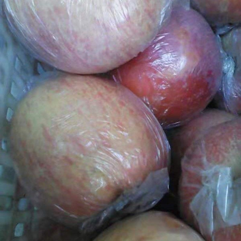 水晶富士苹果80mm以上膜袋货源充足