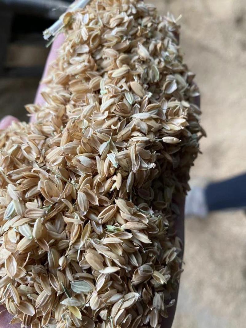 稻壳垫料保温材料添加辅料等精筛无土无杂质常年供应