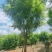 蓝花楹