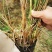矢羽芒自产自销矢羽芒种植基地60万矢羽芒低价处理