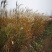 矢羽芒自产自销矢羽芒种植基地60万矢羽芒低价处理