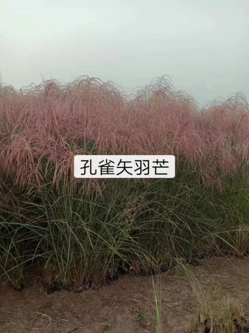 矢羽芒种植基地矢羽芒自产自销矢羽芒一手货源