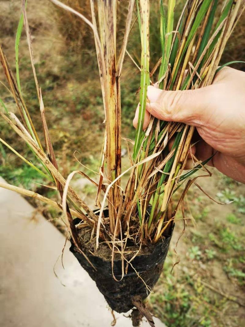 矢羽芒种植基地矢羽芒自产自销矢羽芒一手货源