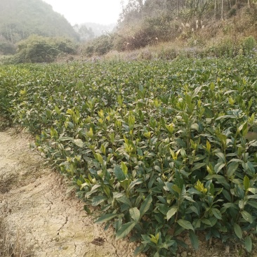 大量出售水枝子苗