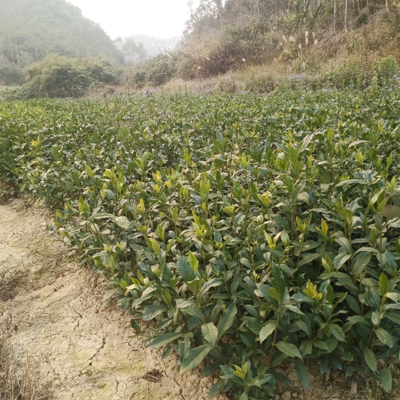 大量出售水枝子苗