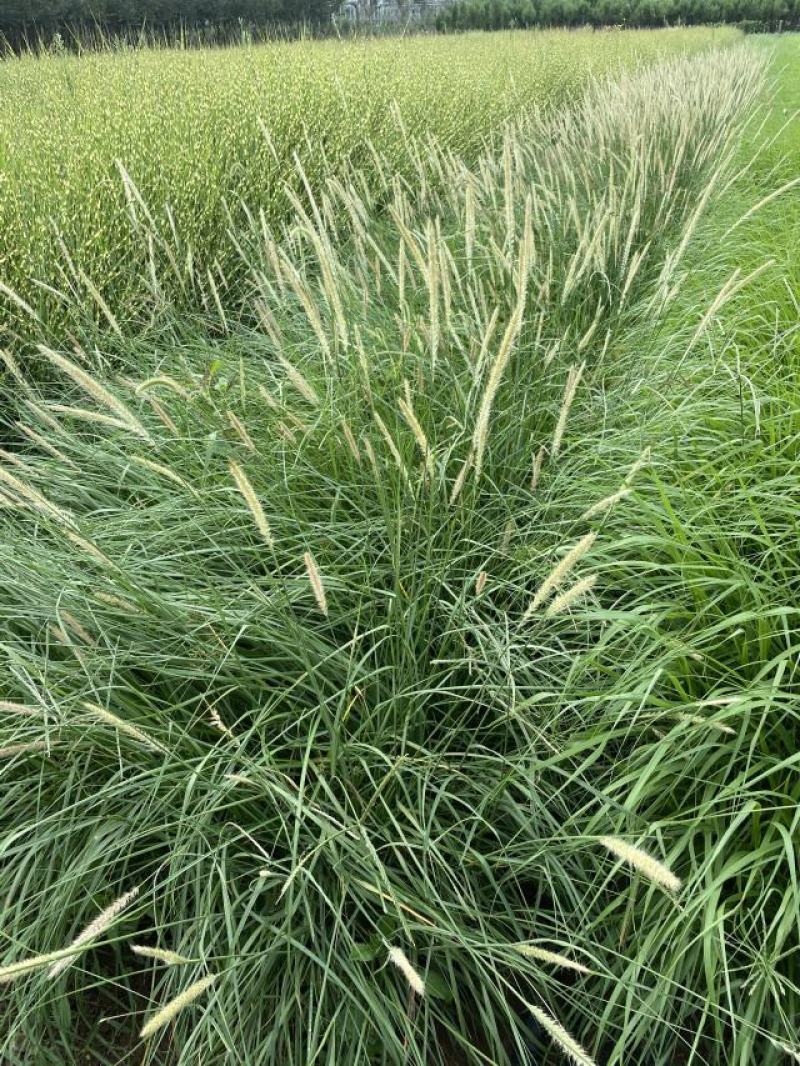 喷泉狼尾草自产自销喷泉狼尾草种植基地