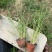 喷泉狼尾草自产自销喷泉狼尾草种植基地