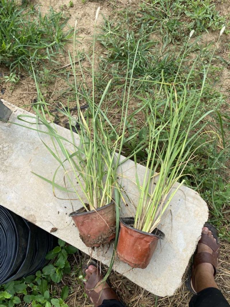 喷泉狼尾草自产自销喷泉狼尾草种植基地