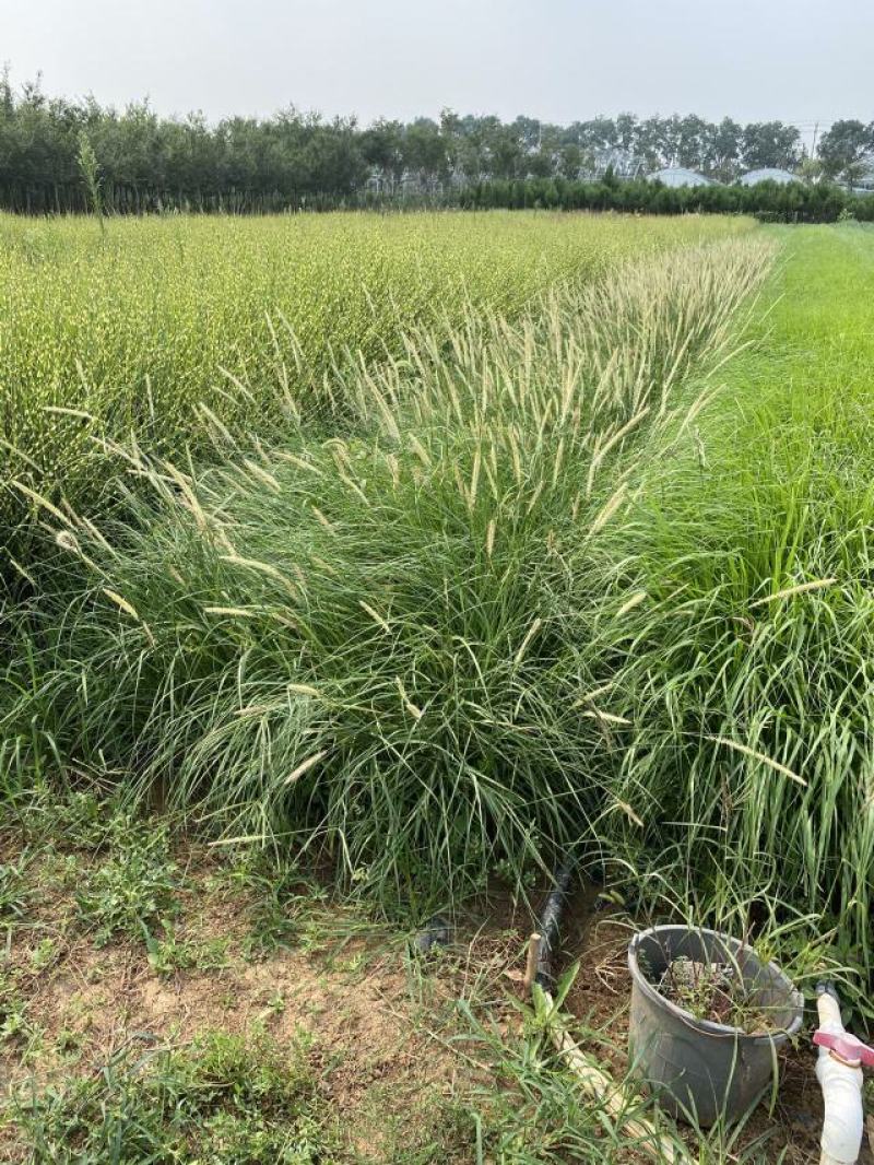 喷泉狼尾草自产自销喷泉狼尾草种植基地