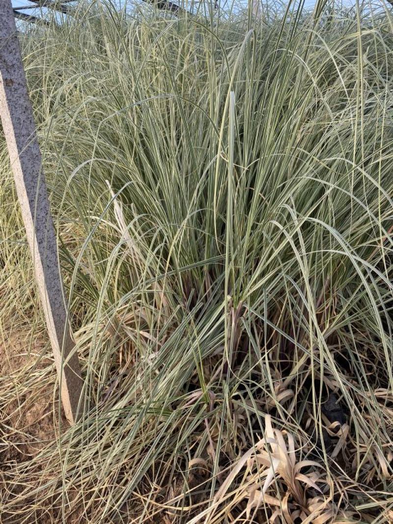 花叶蒲苇自产自销花叶蒲苇种植基地花叶蒲苇