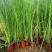 矮蒲苇农户直销矮蒲苇100万低价处理