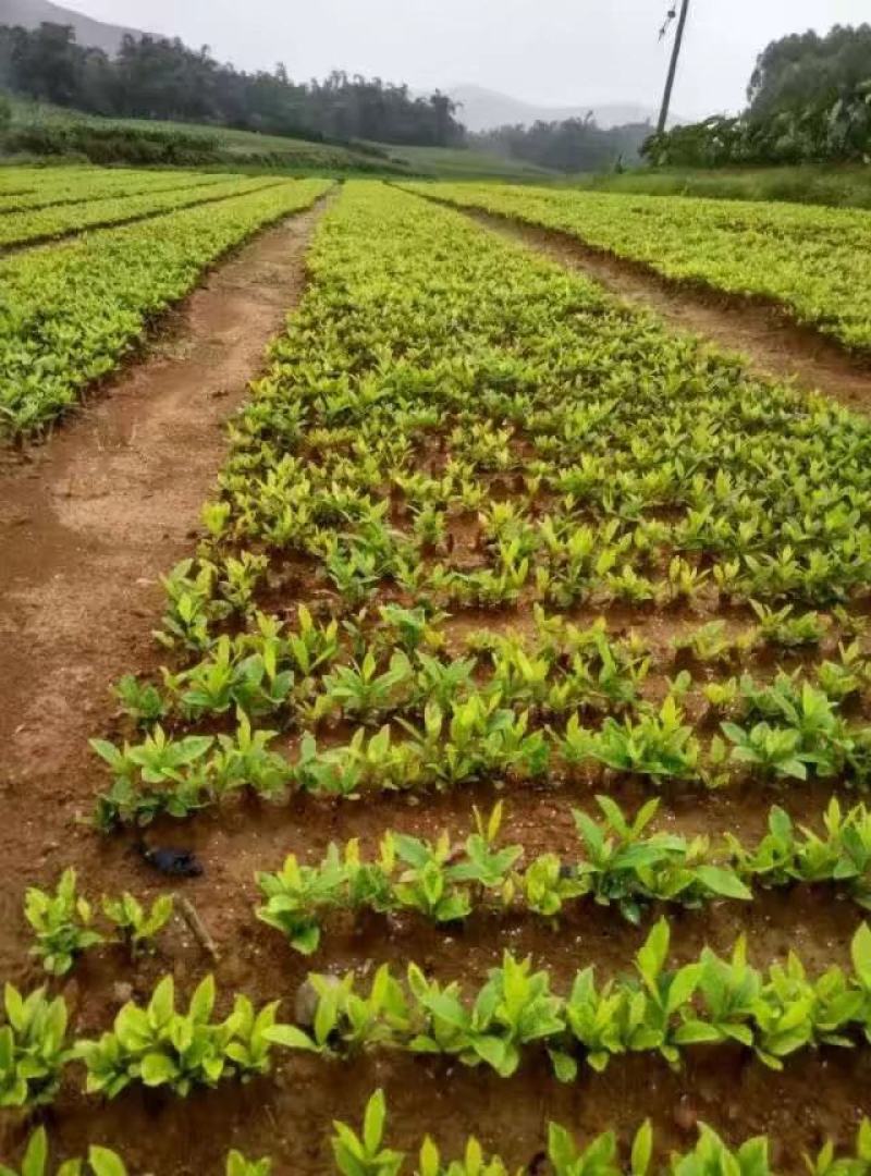 大量出售水枝子苗