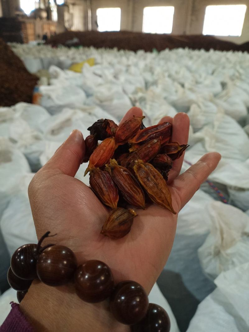 大量出售水枝子苗