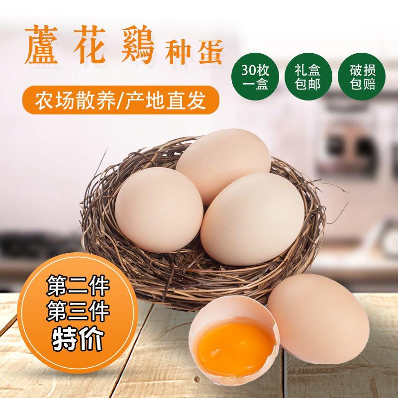 纯种芦花鸡种蛋受精率高包破损五黑种蛋