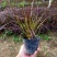紫叶狼尾草自产自销紫叶狼尾草种植基地处理