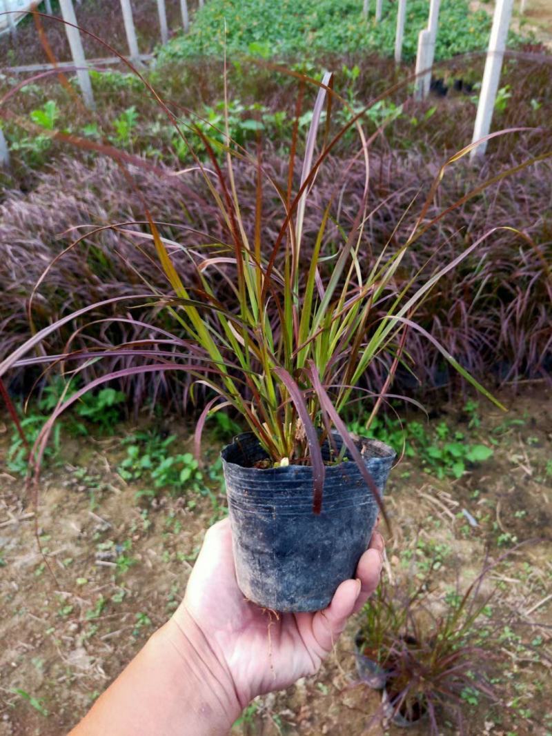 紫叶狼尾草自产自销紫叶狼尾草种植基地处理
