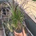 紫叶狼尾草自产自销紫叶狼尾草种植基地处理