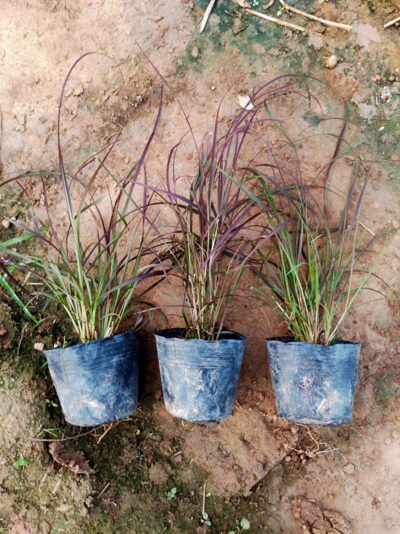 紫叶狼尾草自产自销紫叶狼尾草种植基地处理